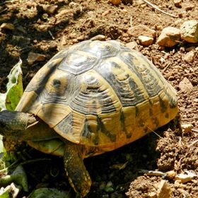 Apartments Branko Vodice II III