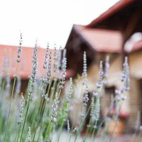 Szarvas Apartman Jakuzzis Vendégház Mány