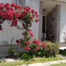 Dani Pince és Vendégház Villány