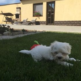 Casa de oaspeți Antonia Homestay Șura Mică