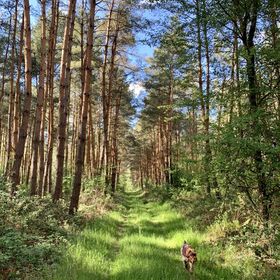 Wood & Wellness Apartmanházak Nikla