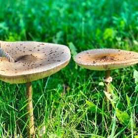 Wood & Wellness Apartmanházak Nikla