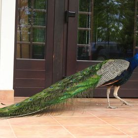 Csanádi Szőlőbirtok Vendégház Császártöltés