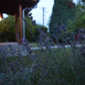 Arany Vendégház Zamárdi