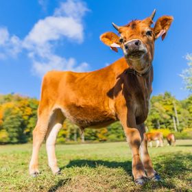 Penzion Jizera Malá Skála
