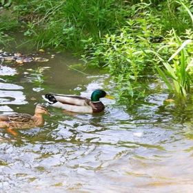 Apartman Dubravac Tribalj