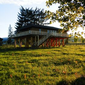 Căsuța din Copac - Cocoșul de Munte Șaru Dornei