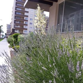 Apartament Sweet Garden Residence Brașov