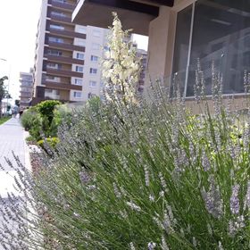 Apartament Sweet Garden Residence Brașov