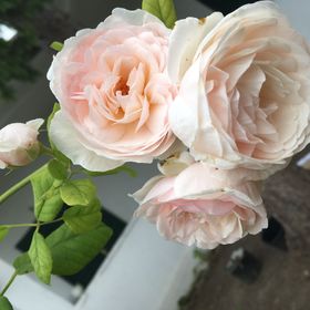 Vadrózsa Vendégház Rácalmás