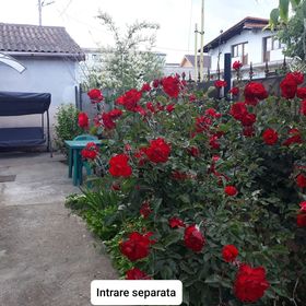 Apartament La curte Oana Mangalia