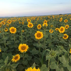 Virág Varázs Vendégház Nagymányok