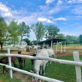 Szigeti Farm Szakmár