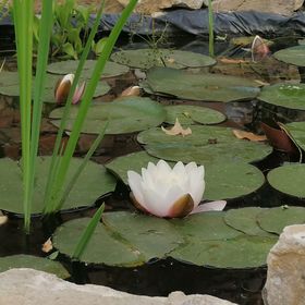 Levendula Vendégház Szászvár