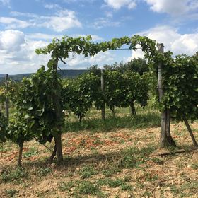 Becce-hegyi Vendégház Dörgicse