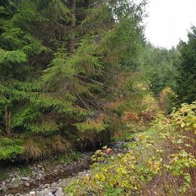 Cabana Green House Gheorgheni
