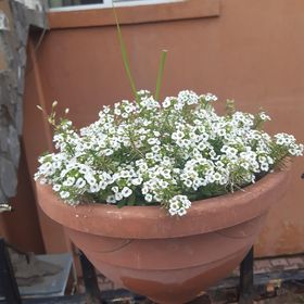 Vila Mihnea Moieciu de Jos