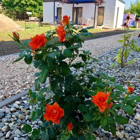 Mandula Apartmanház Cegléd