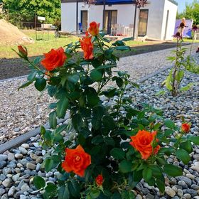 Mandula Apartmanház Cegléd