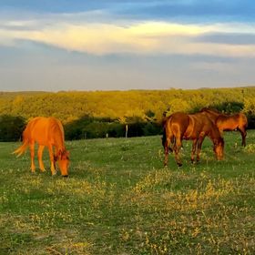 Dharma Mentett Állatok Kertje Bungalók & Farmping Siófok