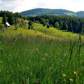 Cabana Poiana Dealu Frumos