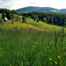 Cabana Poiana Dealu Frumos