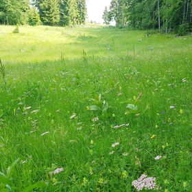Cabana Poiana Dealu Frumos