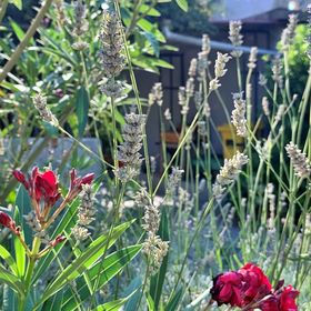 Apartman Gordana Šilo