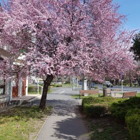Abszolút Panzió Keszthely