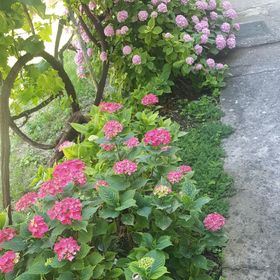 Apartmanok Parkolóhellyel Gradac, Makarska - 6724 Gradac