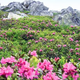 Apartman Pöllau am Greim - AST118