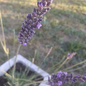 Levendula Vendégház Doba