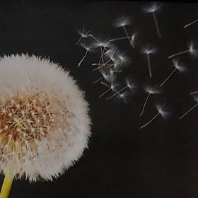 Pitypang Apartman Eger