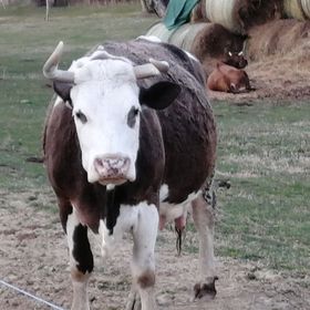Réti Tanya Vendégház Kerecseny