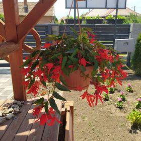 Nefelejcs Vendégház Hajdúnánás