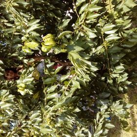 Amerika Vendégház Harta