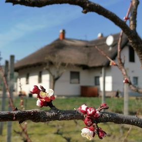 Angelic Cottage Vendégház Sukoró