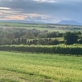 Berkenyés Házikó Szőlősgyörök