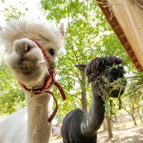 Baráthegyi Panzió és Élménypark Miskolc