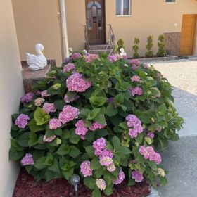 Törpi Apartman Halmaj