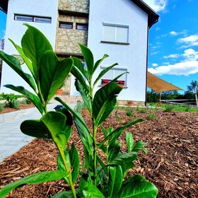 Fehér Akác Vendégház Fenyőfő