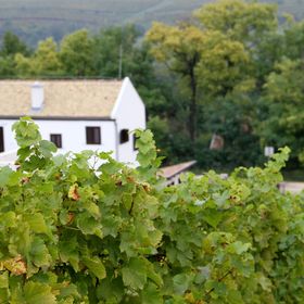 Rókusfalvy Birtok Vendégház Etyek