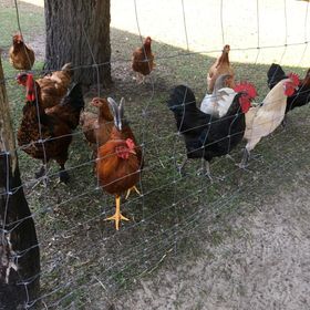 SzC Lovasbirtok Lajosmizse