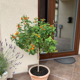 Fodan Apartman Sárvár