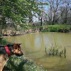 Oliva Verde Apartman Bárdudvarnok