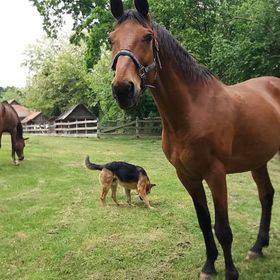 Oliva Verde Apartman Bárdudvarnok