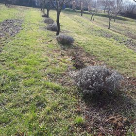 Kéknefelejcs Vendégház Tapolca-Diszel