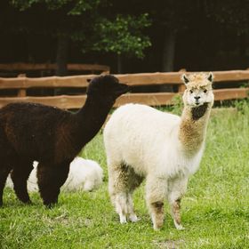 Agroturystyka Stajnia KANTHAKA Jedwabno
