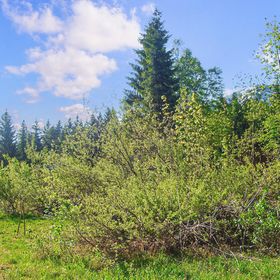 Apartman Egg - AVO033