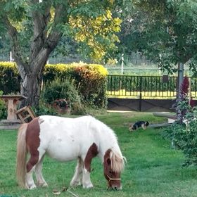 Harmat Porta Apartman Galambok